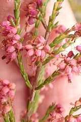 Erica rosacea