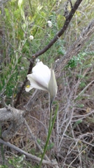 Gladiolus patersoniae