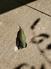 Archilochus colubris