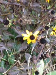 Rudbeckia