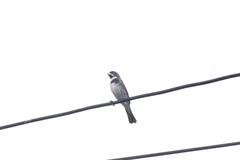 Sporophila caerulescens