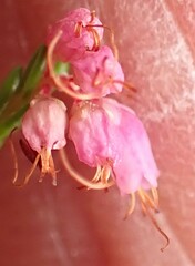 Erica rosacea