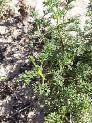 Artemisia campestris maritima