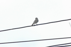 Sporophila caerulescens