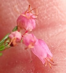 Erica rosacea
