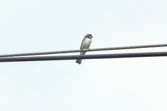 Sporophila caerulescens