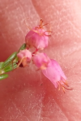 Erica rosacea