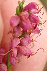 Erica rosacea