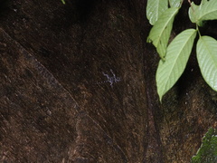 Cyrtodactylus consobrinus