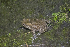 Duttaphrynus himalayanus