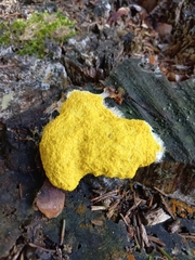Fuligo septica