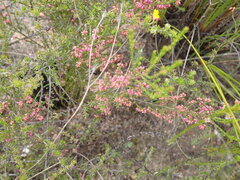 Erica rosacea