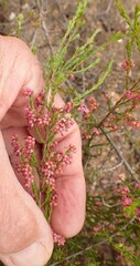 Erica rosacea
