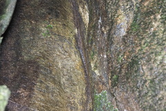 Cyrtodactylus consobrinus