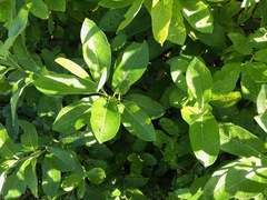 Salix hookeriana