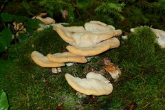 Climacocystis borealis