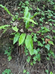 Asplenium scolopendrium