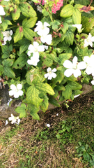 Geranium nodosum