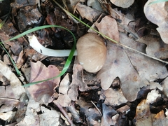 Pluteus semibulbosus