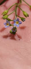 Myosotis laxa