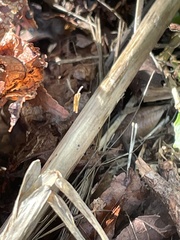 Pseudomyrmex pallidus