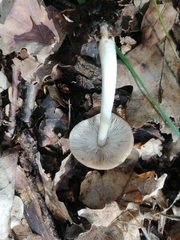 Pluteus semibulbosus