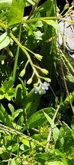 Myosotis laxa