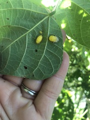 Epilachna varivestis