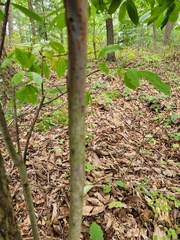 Prunus padus