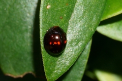 Chilocorus bipustulatus