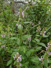 Stachys hispida