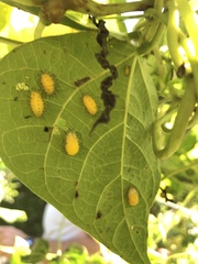 Epilachna varivestis