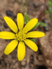 Gorteria piloselloides