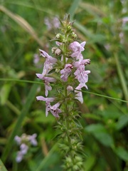 Stachys hispida
