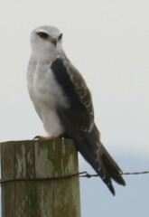 Elanus caeruleus caeruleus