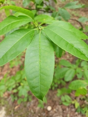 Prunus padus