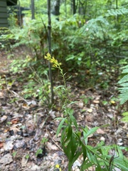 Solidago canadensis