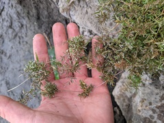 Eragrostis hypnoides