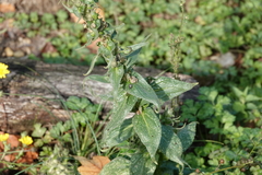 Verbascum