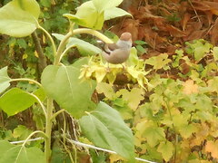 Coccothraustes coccothraustes