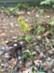 Solidago canadensis