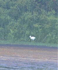 Egretta caerulea