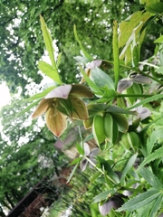Helleborus purpurascens