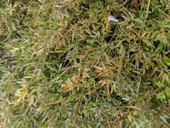 Eragrostis hypnoides