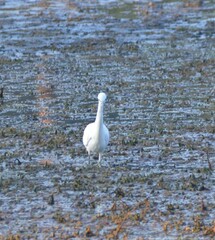 Egretta caerulea