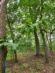 Prunus padus