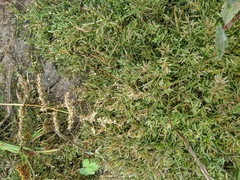 Eragrostis hypnoides