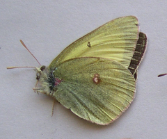 Colias gigantea