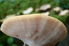 Climacocystis borealis