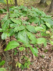 Prunus padus